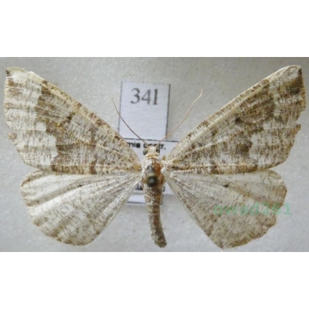 Cleora cinctaria (Denis & Schiffermüller, 1775) female Przylepek wrzosak Czech34l